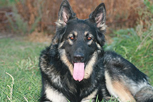 image of the dog named Cassiel